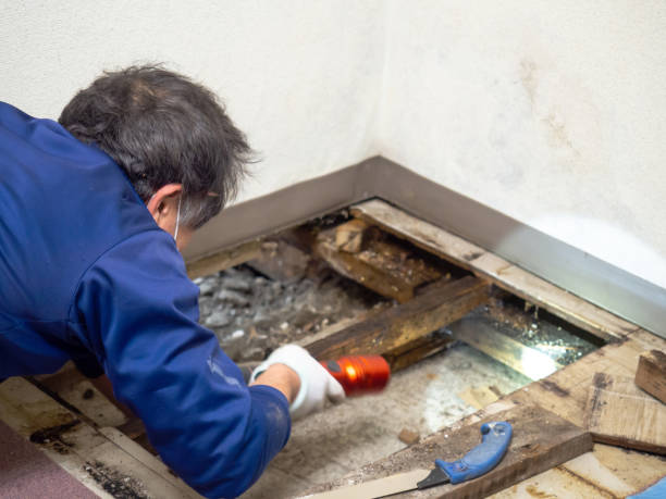 Best Basement Mold Remediation in Center Point, TX