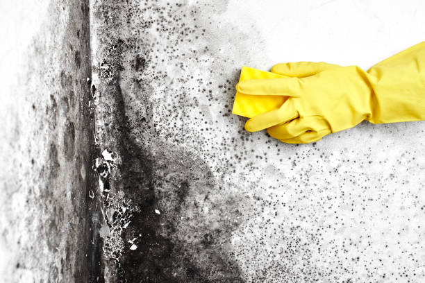 Best Industrial Mold Remediation in Center Point, TX