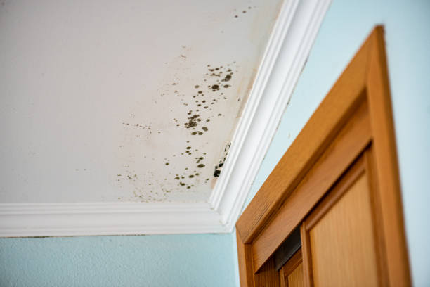 Professional Mold Remediation in Center Point, TX