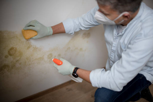 Best Insurance-Related Mold Remediation in Center Point, TX