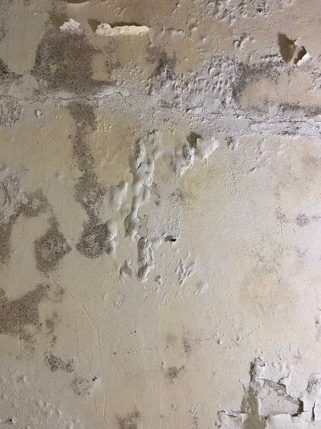 Best Localized Mold Remediation (e.g., coastal areas, humid climates) in Center Point, TX