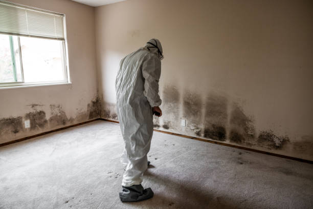 Best White Mold Remediation in Center Point, TX